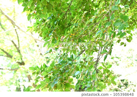 金針果和核果 105398648