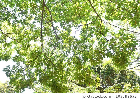 Enoki fruit and drupe 105398652