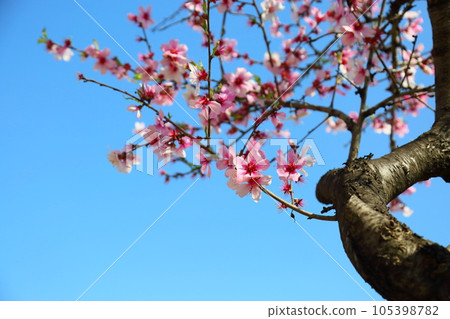 Almond blossoms in full bloom Almond blossoms in full bloom 105398782