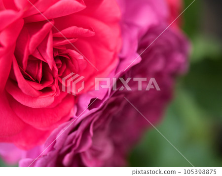 Red rose flower "Surgeon Bejaman" blooming in May 105398875