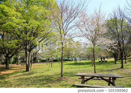 海葵櫻花盛開 105398962