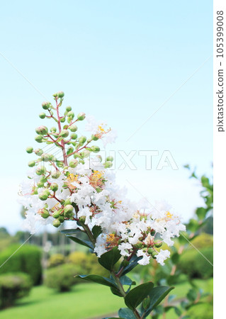 White flowers and buds of crape myrtle 105399008