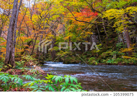 Oirase Stream (Autumn) Oirase Stream (Autumn) 105399075