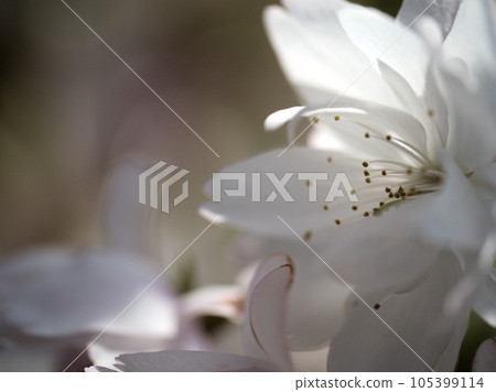 Sakura bloomed in April "Ikarugi Shiroyae" 105399114