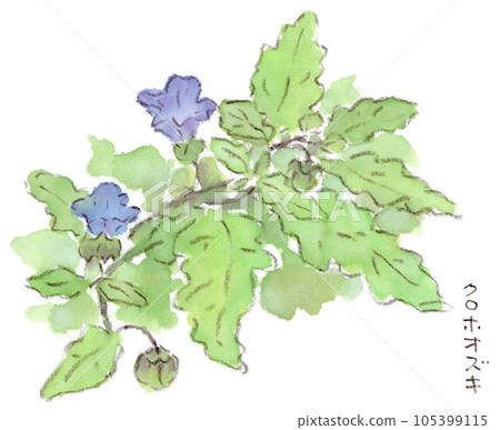 初夏植物、藍黑酸漿花的水彩插圖 105399115
