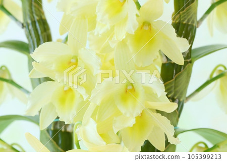 石斛蘭花黃色花 105399213