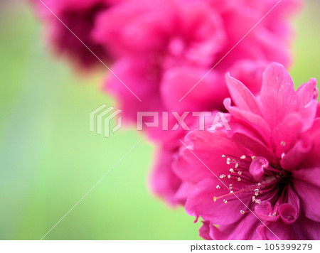 Peach blossoms blooming in April "Kanhi" 105399279