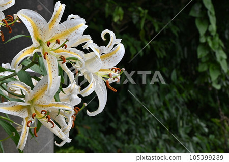 Mountain lily (mountain lily), Japanese lily, rare image 105399289