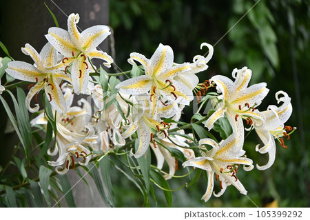 Mountain lily (mountain lily), Japanese lily, rare image Mountain lily (mountain lily), Japanese lily, rare image 105399292