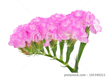 [靜態]（焦點堆疊） 105399321