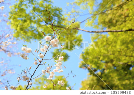 Anemone cherry blossoms in full bloom Anemone cherry blossoms in full bloom 105399488