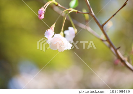Anemone cherry blossoms in full bloom 105399489