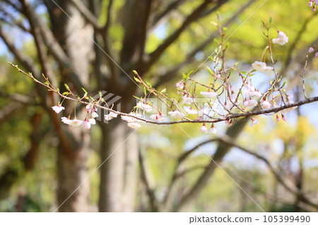 Anemone cherry blossoms in full bloom Anemone cherry blossoms in full bloom 105399490