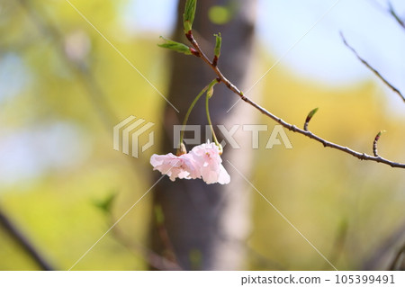 Anemone cherry blossoms in full bloom Anemone cherry blossoms in full bloom 105399491
