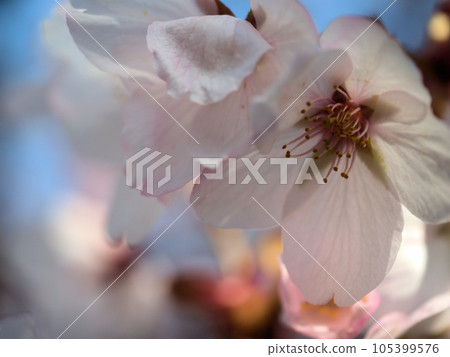 四月盛開的櫻花“太白” 105399576