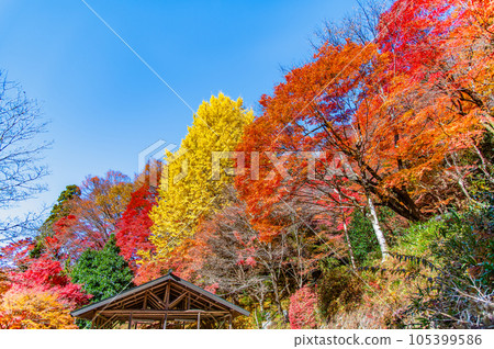 Aichi Oidaira Park dyed in autumn leaves Aichi Oidaira Park dyed in autumn leaves 105399586