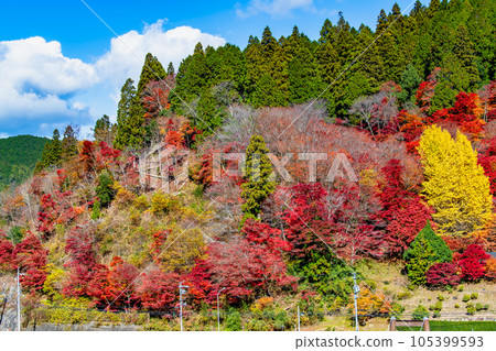 Aichi Oidaira Park dyed in autumn leaves 105399593