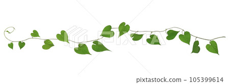 Heart-shaped ivy plant texture 105399614