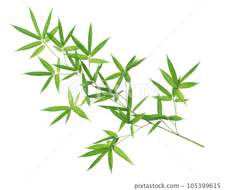 bamboo leaf texture 105399615