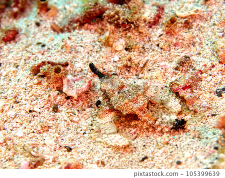 A black-tailed prong that assimilates into the sand A black-tailed prong that assimilates into the sand 105399639
