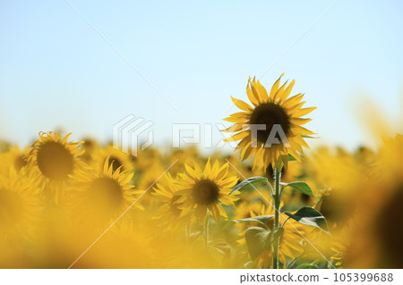向日葵在夏天 105399688