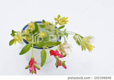 蓮花硫磺和櫻桃鼠尾草的小排列 蓮花硫磺和櫻桃鼠尾草的小排列 105399840