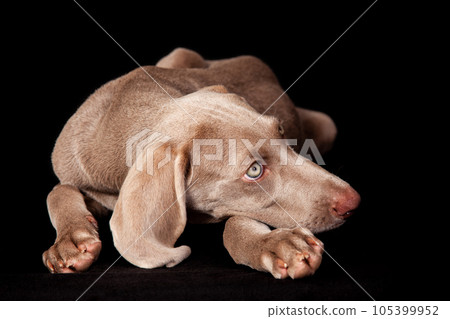 Beautiful green eyed Weimaraner puppy isolated on black background. Beautiful green eyed Weimaraner puppy isolated on black background. 105399952