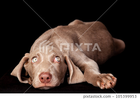 Beautiful green eyed Weimaraner puppy isolated on black background. Beautiful green eyed Weimaraner puppy isolated on black background. 105399953