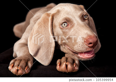 Beautiful green eyed Weimaraner puppy isolated on black background. Beautiful green eyed Weimaraner puppy isolated on black background. 105399954