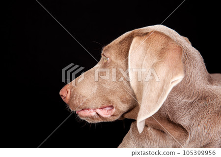 Beautiful green eyed Weimaraner puppy isolated on black background. Beautiful green eyed Weimaraner puppy isolated on black background. 105399956