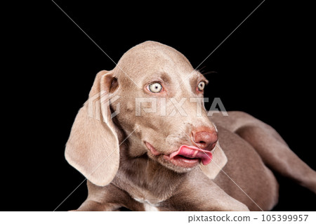 Beautiful green eyed Weimaraner puppy isolated on black background. Beautiful green eyed Weimaraner puppy isolated on black background. 105399957