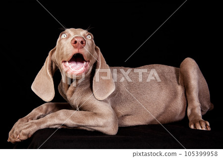 Beautiful green eyed Weimaraner puppy isolated on black background. Beautiful green eyed Weimaraner puppy isolated on black background. 105399958