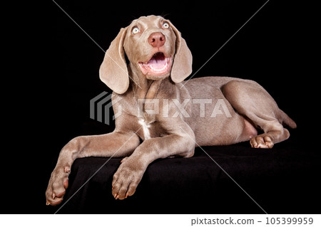 Beautiful green eyed Weimaraner puppy isolated on black background. Beautiful green eyed Weimaraner puppy isolated on black background. 105399959