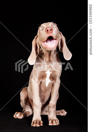 Beautiful green eyed Weimaraner puppy isolated on black background. Beautiful green eyed Weimaraner puppy isolated on black background. 105399960