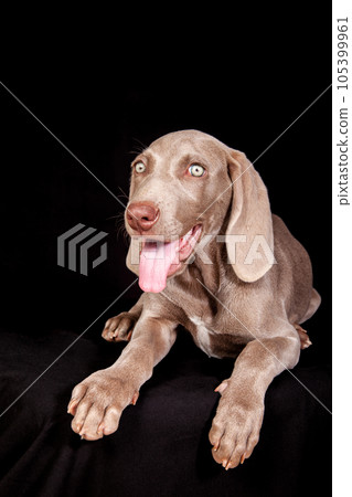 Beautiful green eyed Weimaraner puppy isolated on black background. 105399961