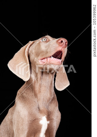 Beautiful green eyed Weimaraner puppy isolated on black background. Beautiful green eyed Weimaraner puppy isolated on black background. 105399962