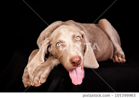 Beautiful green eyed Weimaraner puppy isolated on black background. Beautiful green eyed Weimaraner puppy isolated on black background. 105399963