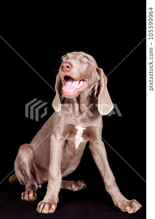 Beautiful green eyed Weimaraner puppy isolated on black background. Beautiful green eyed Weimaraner puppy isolated on black background. 105399964