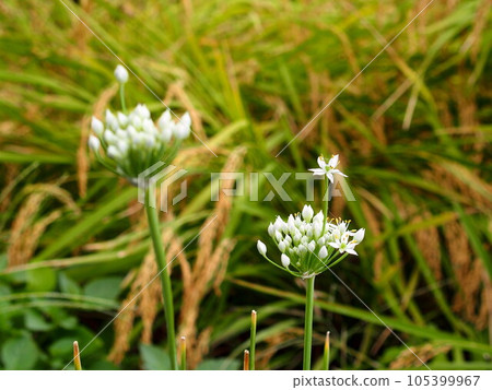 The leek flower blooming on the ridge of the rice field 105399967