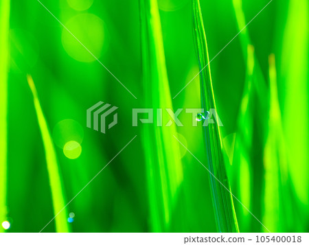 晨露和稻葉 105400018