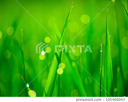 morning dew and rice leaves morning dew and rice leaves 105400043