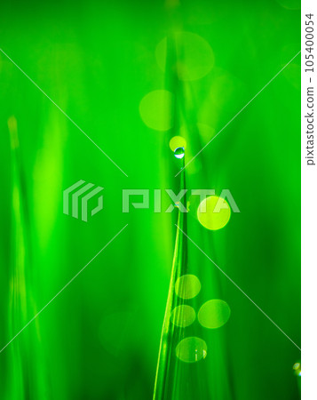 morning dew and rice leaves morning dew and rice leaves 105400054