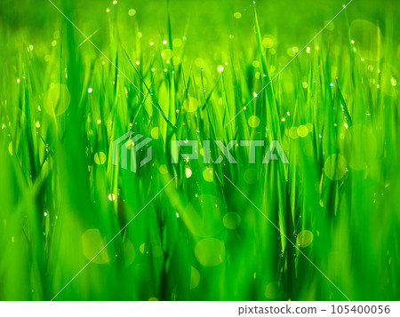 晨露和稻葉 105400056