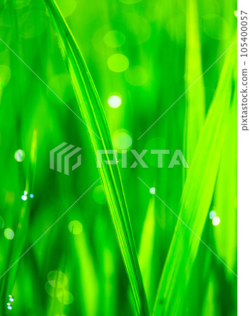 晨露和稻葉 105400057