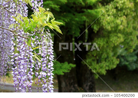 Wisteria Flower Wake Shrine, Kirishima City Wisteria Flower Wake Shrine, Kirishima City 105400200