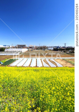 Field scenery seen from the banks of the Edogawa River with blooming rape blossoms 105400264