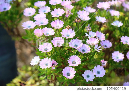 Cineraria flowers 105400419