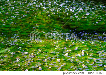 Flow of Baikamo Flow of Baikamo 105400469