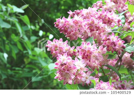 初夏盛開的紅花梅花天空樹 初夏盛開的紅花梅花天空樹 105400529