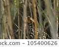 野鳥 105400626